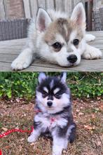 prachtige pomsky pups 🥰 NOG 2 UNIEKE MOGEN VERHUIZEN!, CDV (hondenziekte), 8 tot 15 weken, Poolhond, Eén hond