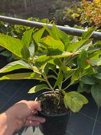 Hortensia Plant in Pot, Tuin en Terras, Vaste plant, Halfschaduw, Zomer, Ophalen