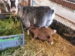 Dwerggeit met lammeren maanvlek tam lief aaien blauwschimmel, Dieren en Toebehoren, Schapen, Geiten en Varkens, 6 jaar of ouder