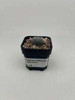 Lophophora Williamsii c.v Manchaca - Peyote cactus, Huis en Inrichting, Kamerplanten, Cactus, Minder dan 100 cm, Ophalen of Verzenden