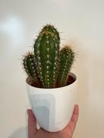 Cactus, Ophalen, Cactus, Volle zon, Minder dan 100 cm