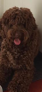 Australian labradoodlepups 45 cm, 8 tot 15 weken, Parvo, Meerdere dieren, Eén hond