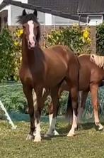 Bijna 3 jarige New Forest ruin, Dieren en Toebehoren, Pony's, Gechipt, Ruin, 3 tot 6 jaar, Onbeleerd