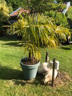 Palmboom, Ophalen, Bloeit niet, Overige soorten, Volle zon