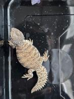 Uromastyx nigriventris nakweek 24, Dieren en Toebehoren, Reptielen en Amfibieën, Hagedis, 0 tot 2 jaar