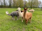 Drie lieve Alpacamerries met stamboek. Wegens verhuizing, December, Meerdere dieren