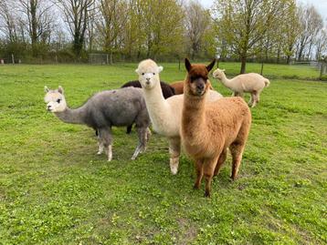Drie lieve Alpacamerries met stamboek. Wegens verhuizing  beschikbaar voor biedingen