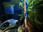 Neocaridina jonge blauwe garnalen, Kreeft, Krab of Garnaal, Zoetwatervis, Schoolvis
