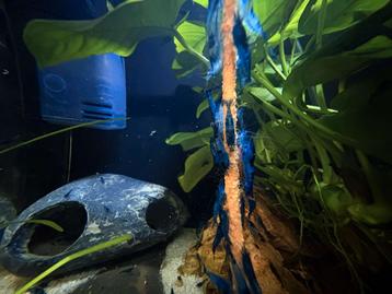 Neocaridina jonge blauwe garnalen  beschikbaar voor biedingen