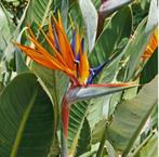 Tekoop aangeboden Paradijsvogelbloem Strelitzia Reginea 60cm, Overige soorten, Ophalen of Verzenden, In pot, Minder dan 100 cm