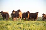 Gezocht Limousin koe of Pink of vaars, Meerdere dieren
