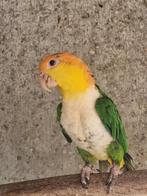 Groenbroek caique pop, Dieren en Toebehoren, Vrouwelijk, Papegaai, Geringd