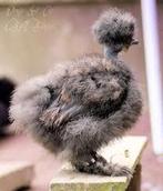 *Gezocht* showgirl/naakthals zijdehoen., Dieren en Toebehoren, Pluimvee, Vrouwelijk, Kip