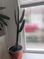 Kamerplant: Opuntia consolea, aka roadkill cactus, Ophalen, Minder dan 100 cm, Volle zon, In pot