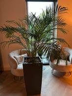 Grote Areca Palm in Pot, Tuin en Terras, Vaste plant, Bloeit niet, Halfschaduw, Ophalen