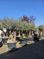 KORTING: MINSTENS 10% KORTING OP AL ONZE OLIJFBOMEN, In pot, Halfschaduw, Ophalen of Verzenden, 100 tot 250 cm