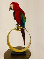 Opgezette Ara Papegaai - Prachtig Exemplaar!, Ophalen of Verzenden
