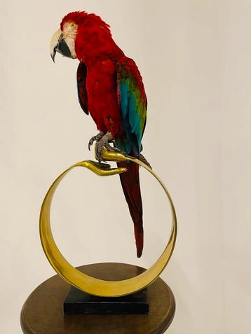 Opgezette Ara Papegaai - Prachtig Exemplaar! beschikbaar voor biedingen