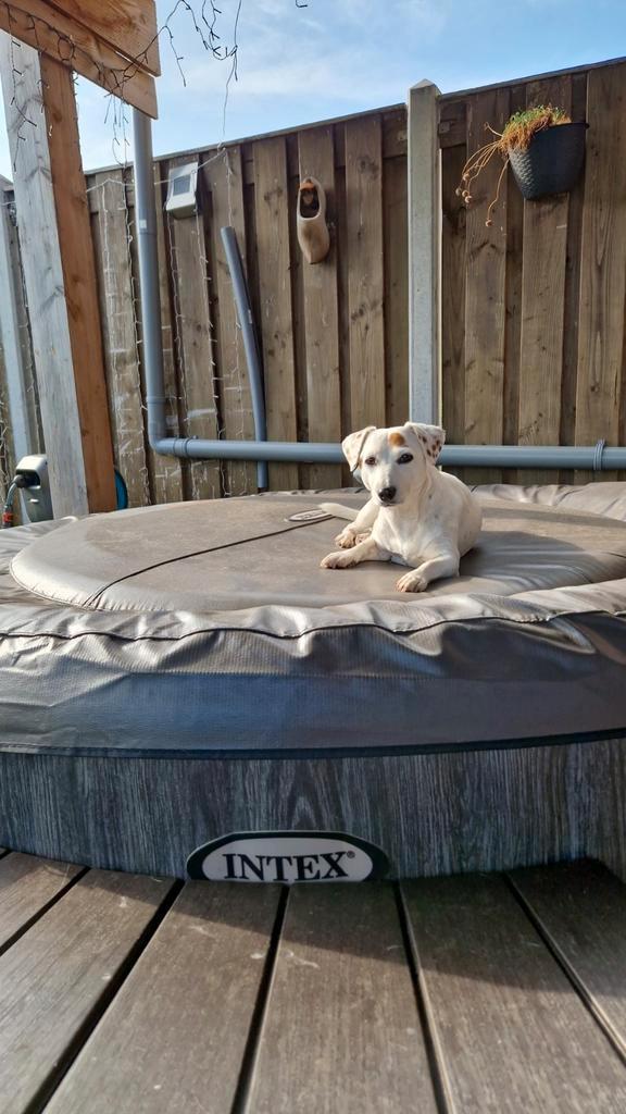 Leuke Jack Russel, Dieren en Toebehoren, Honden | Jack Russells en Terriërs, Teef, Jack Russell Terriër, Particulier, Eén hond