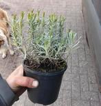 Lavendel munstead c1,5 pot grote bossige planten, Tuin en Terras, Vaste plant, Halfschaduw, Zomer, Ophalen