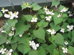 Vaste plant :  Houttuynia  Cordata  2 euro, Vaste plant, Halfschaduw, Zomer, Ophalen