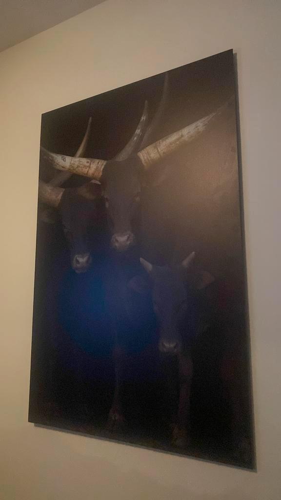 Plexiglas Schilderij Watusi Koeien, Huis en Inrichting, Woonaccessoires | Schilderijen, Tekeningen en Foto's, Zo goed als nieuw