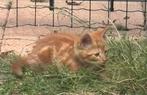 Mooi getekende rode kater van 10 weken, Kater