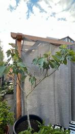 Vijgenboom, Tuin en Terras, Planten | Bomen, Ophalen, Volle zon, Overige soorten, 100 tot 250 cm