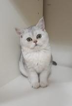 Kittens British korthaar silver black shaded, Dieren en Toebehoren, Kater, Gechipt, 0 tot 2 jaar