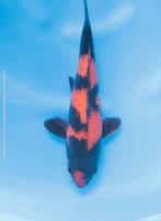 Hq koi karper, Dieren en Toebehoren, Karper of Koi