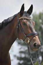Lief groot paard te koop - project, Ophalen, Recreatie