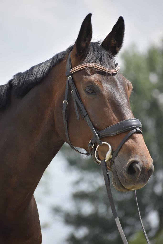 Lief groot paard te koop - project, Dieren en Toebehoren, Paarden en Pony's | Overige Paardenspullen, Recreatie, Ophalen