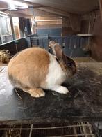 3 kleur konijnen., Dieren en Toebehoren, Mannelijk