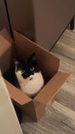 6 jarige poes - Lees omschrijving goed aub!, Dieren en Toebehoren, Katten en Kittens | Overige Katten, Poes, 6 jaar of ouder