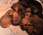 Kleine teckel puppy’s, Dieren en Toebehoren, Honden | Teckels en Dashonden, CDV (hondenziekte), 8 tot 15 weken, Korthaar, Dwerg