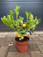 Citrus Calamondin - Mandarijnenboompje H: 45 cm., Tuin en Terras, Planten | Fruitbomen, Ophalen, Minder dan 100 cm, Volle zon