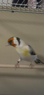 Majoor putter, Dieren en Toebehoren, Vogels | Overige Vogels, Mannelijk, Wildzangvogel