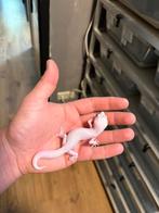 (Ms/ss) (g/sg) diablo blanco luipaardgekko, Dieren en Toebehoren, Reptielen en Amfibieën, Hagedis