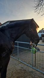 Bijrijder gezocht, Dieren en Toebehoren, Paarden en Pony's | Verzorgingsproducten, Ophalen of Verzenden