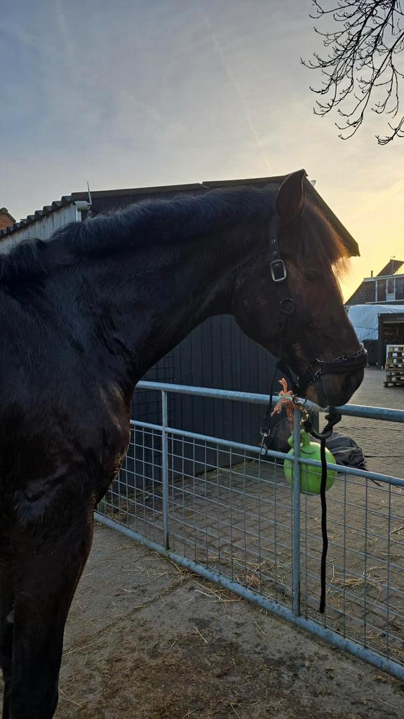 Bijrijder gezocht, Dieren en Toebehoren, Paarden en Pony's | Verzorgingsproducten, Ophalen of Verzenden