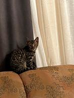 Bijzonder mooi bengaal bengaalse kittens, Dieren en Toebehoren, Katten en Kittens | Raskatten | Korthaar, Kater, 0 tot 2 jaar