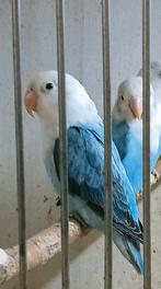 Prachtig piep jong koppel agapornis fisheri lovebirds opalin, Dieren en Toebehoren, Vogels | Parkieten en Papegaaien, Meerdere dieren