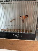 Mooie harlekijn met kuif, Dieren en Toebehoren, Vogels | Kanaries, Mannelijk