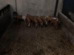 Biggen mogen nu weg, kruising bonte bentheimer en Husummer, Dieren en Toebehoren, Meerdere dieren, Varken, 0 tot 2 jaar