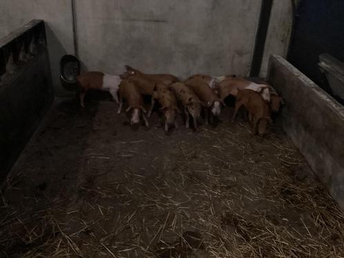 Biggen mogen nu weg, kruising bonte bentheimer en Husummer, Dieren en Toebehoren, Schapen, Geiten en Varkens, Varken, Meerdere dieren