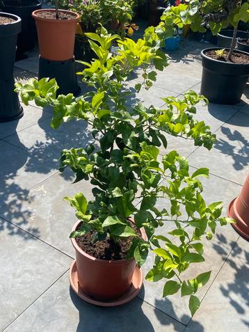 Leuke citrus  citroenboom op stam in pot aangeboden! beschikbaar voor biedingen