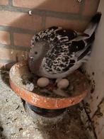 Sierduiven, Meerdere dieren, Overige soorten