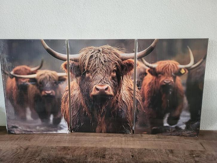 Nieuw 3-luik Schilderij - Highland Cows, Huis en Inrichting, Woonaccessoires | Schilderijen, Tekeningen en Foto's, Nieuw, Schilderij