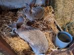 Vlaamse reuzen, Dieren en Toebehoren, Konijnen, Meerdere dieren, Groot