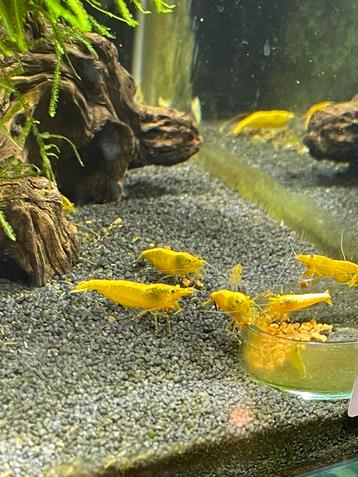 Yellow backline neocaridina garnalen beschikbaar voor biedingen